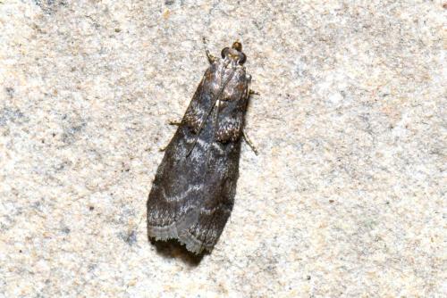 Ortholepis betulae